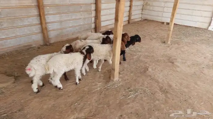 دواغير نعيم عرضين 11