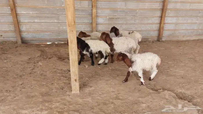 دواغير نعيم عرضين 14