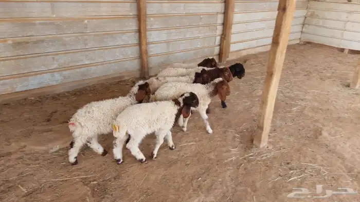 دواغير نعيم عرضين 8