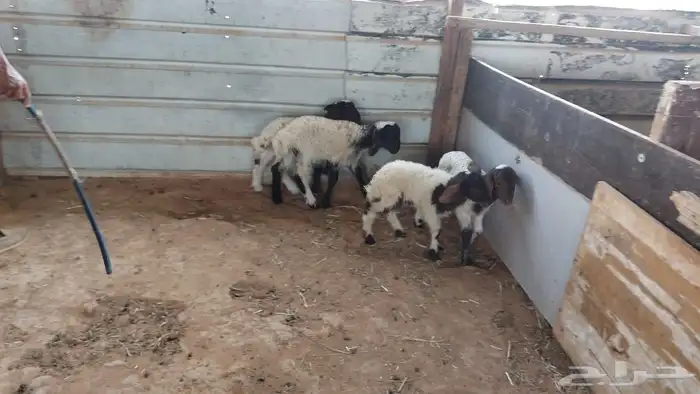 دواغير نعيم عرضين 0