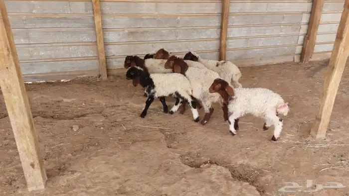 دواغير نعيم عرضين 13