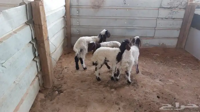 دواغير نعيم عرضين 3