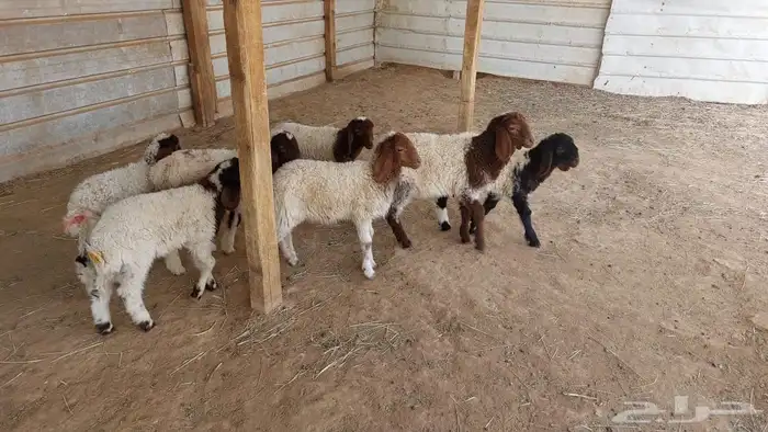 دواغير نعيم عرضين 12