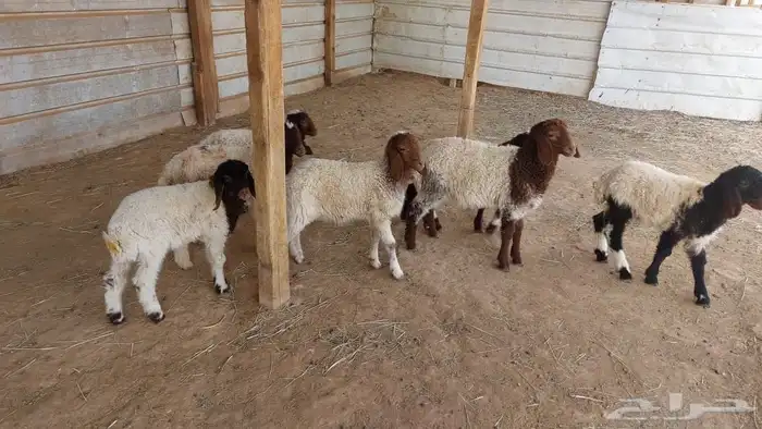 دواغير نعيم عرضين 9