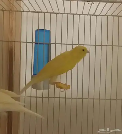 للبيع ذكر كناري ايراني 1