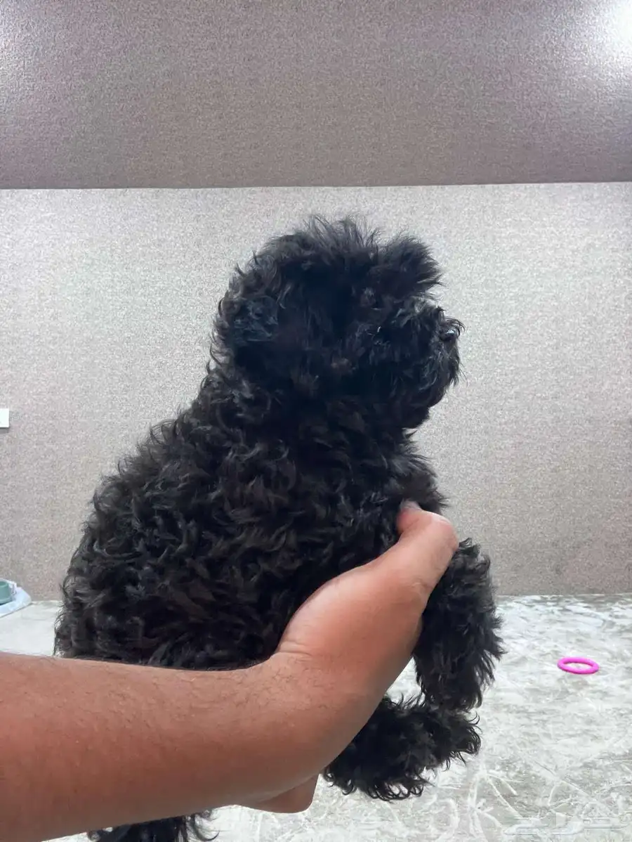 اجمل و اخر جرو بق و بودل  pug and poodle index