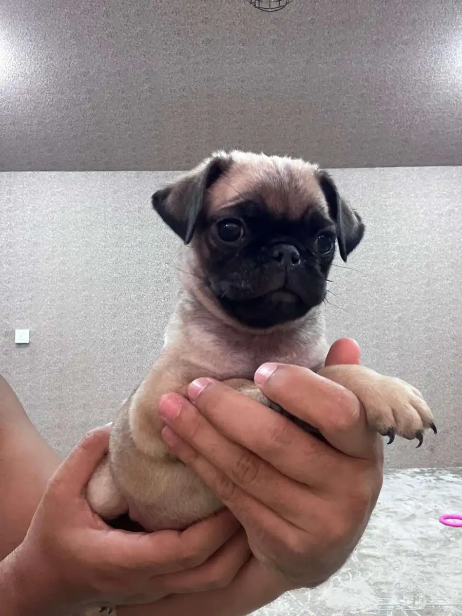 اجمل و اخر جرو بق و بودل  pug and poodle index