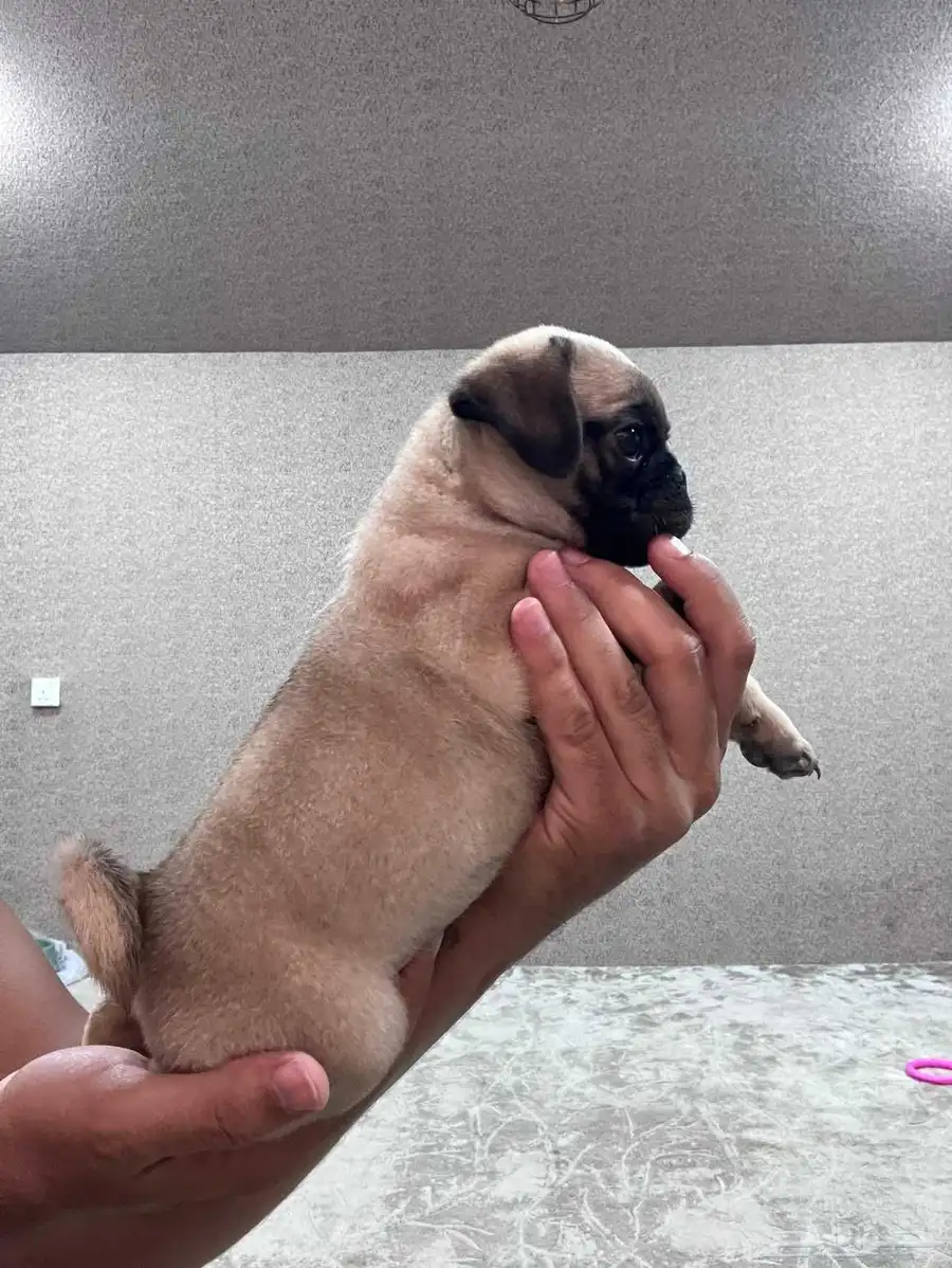 اجمل و اخر جرو بق و بودل  pug and poodle index