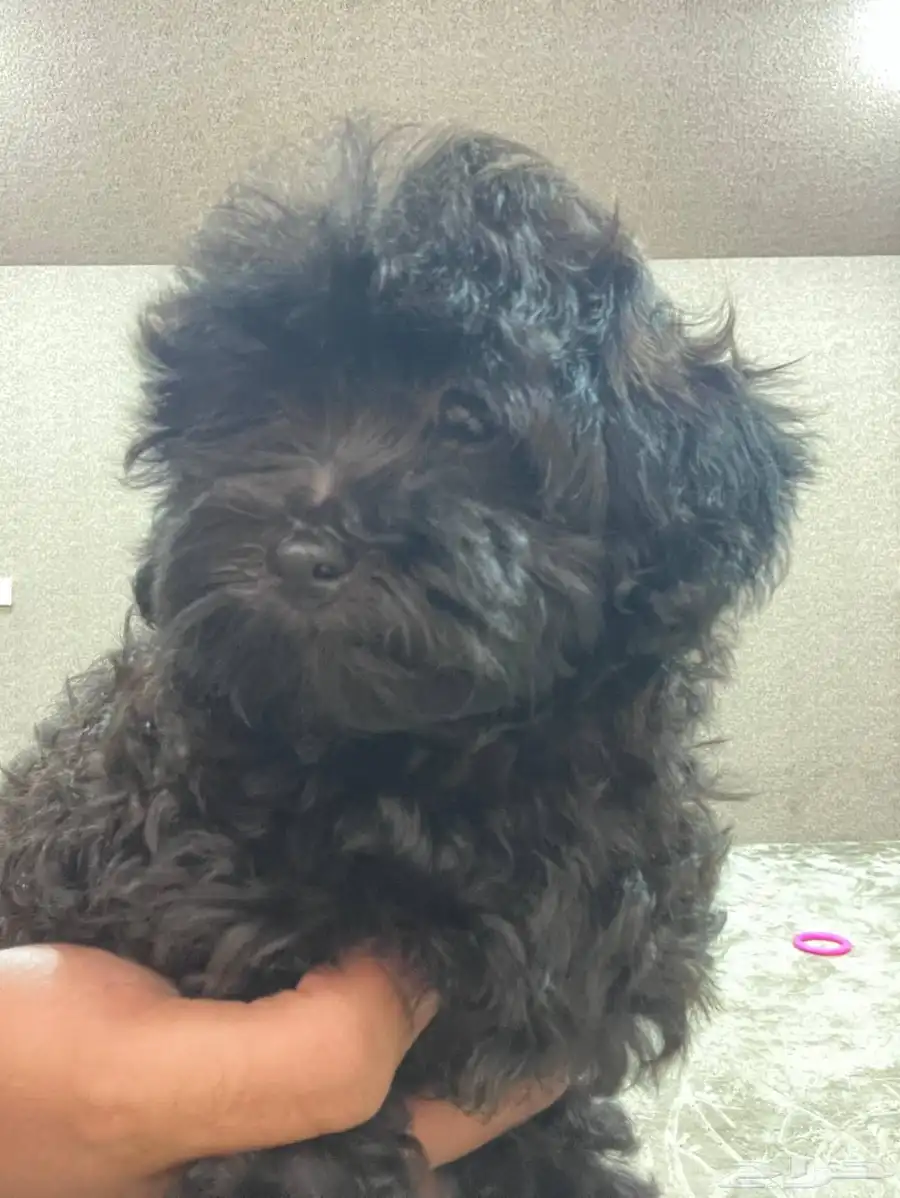 اجمل و اخر جرو بق و بودل  pug and poodle index