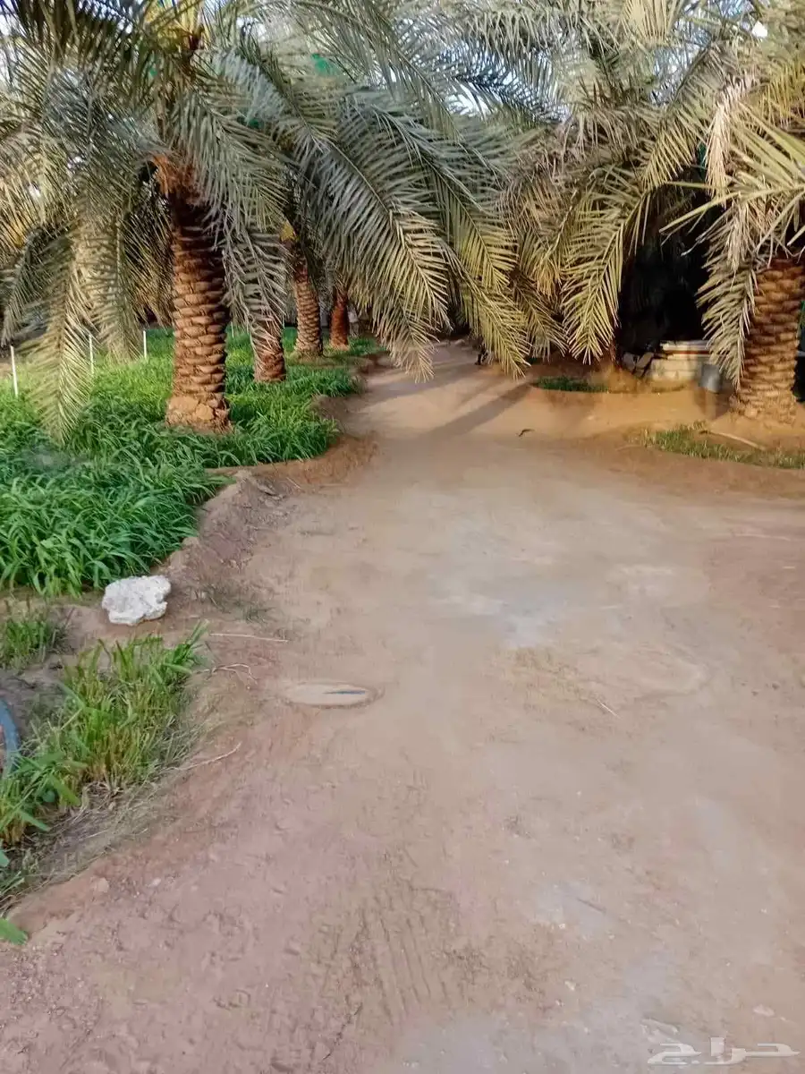 مزرعه للبيع في الخرج index