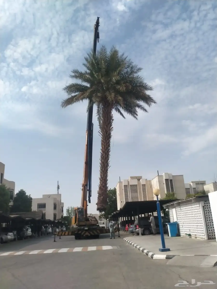 معلم قص شجر النخل ترتيب جده مكه 6