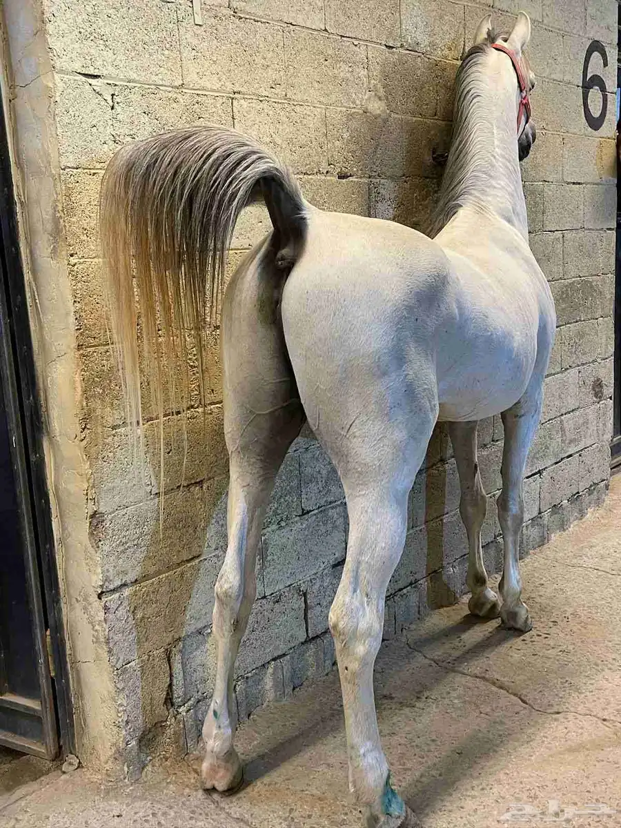 حصان واهو مصري بيور 5