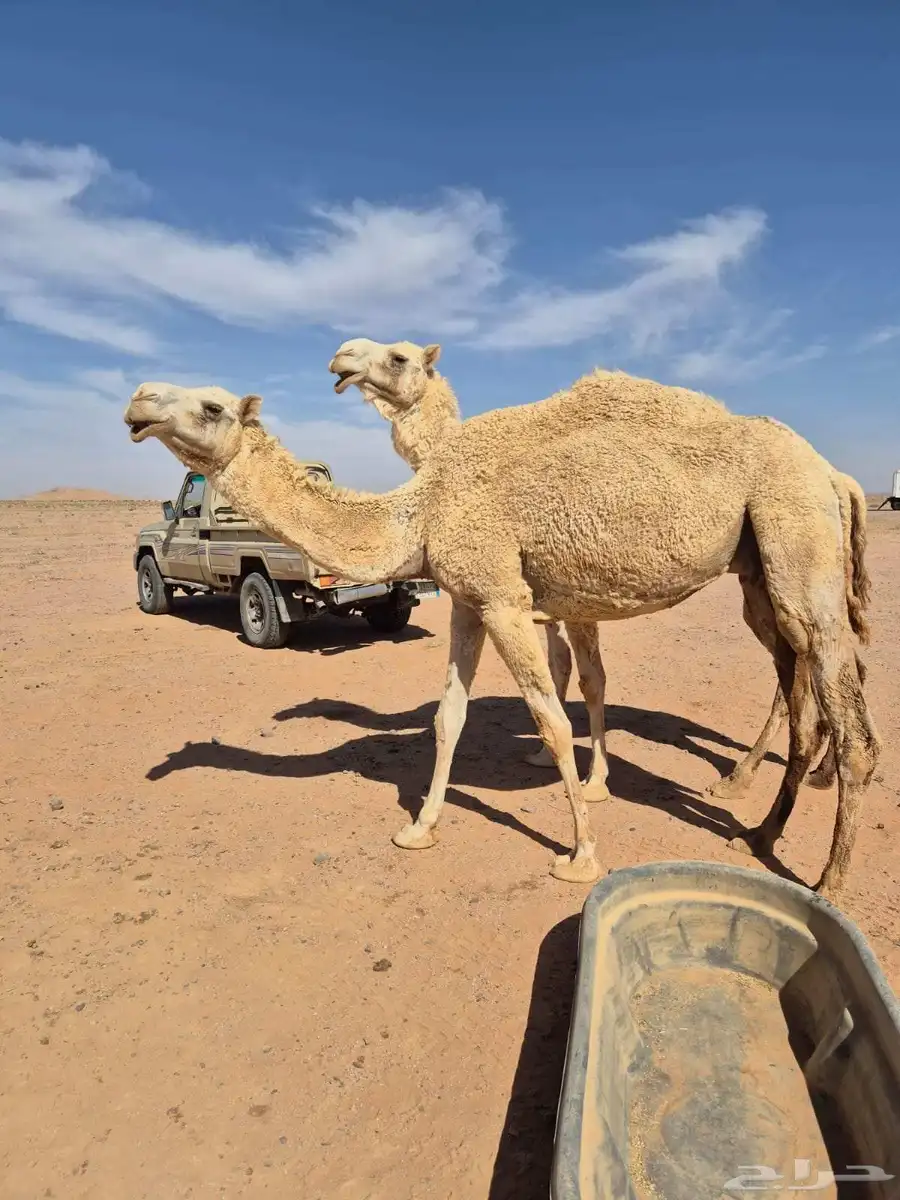 الفحل للبيع 5