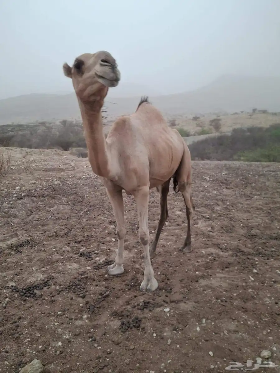 ناقه ام ثاني 0