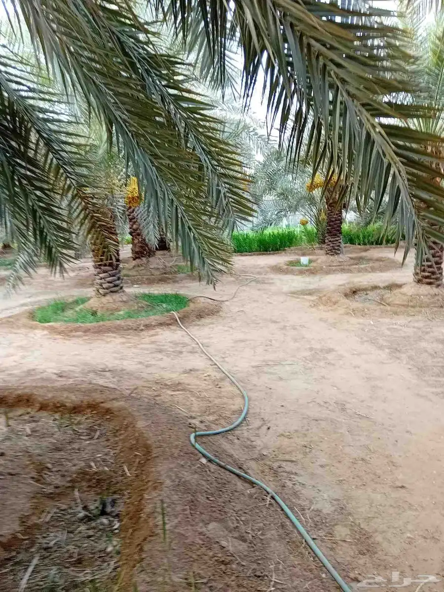 مزرعه للبيع في الخرج index
