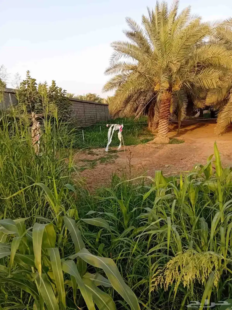 مزرعه للبيع في الخرج index