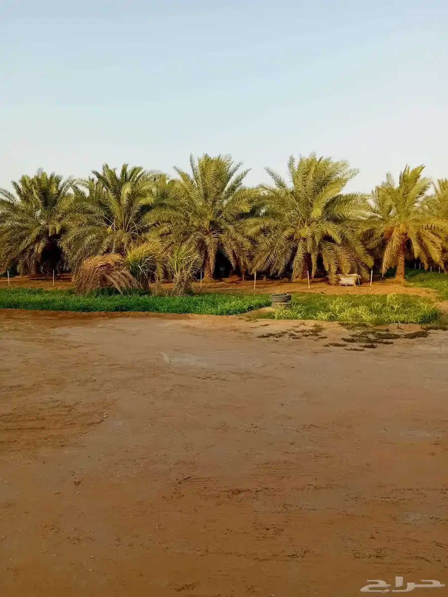 مزرعه للبيع في الخرج index