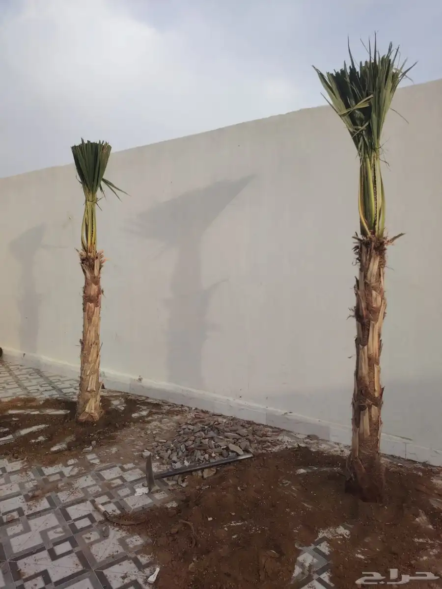 يوجد لدين جميع انواع انخيل المثمره وزينه وقلع وغرس وتركيب شب 4