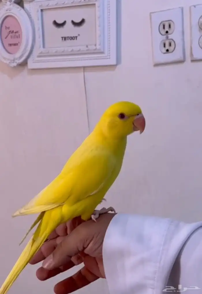 دره الاتينو عيون حمر 0