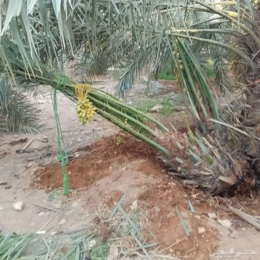 يوجد لدين جميع انواع انخيل المثمره وزينه وقلع وغرس وتركيب شب 0