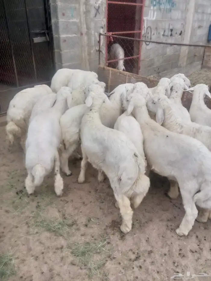 خرفان نظيفة وسمينة فل 1