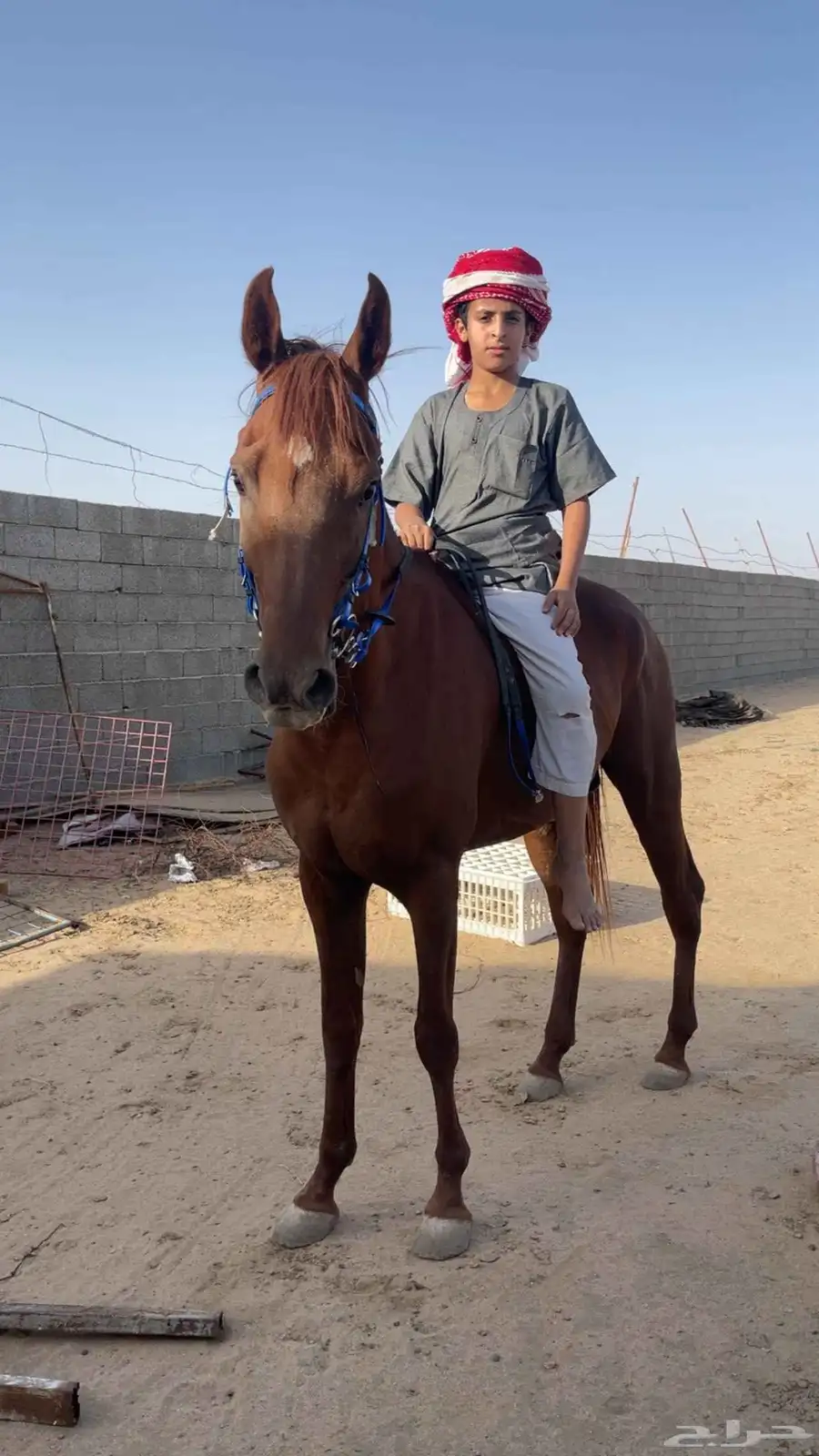 خيل شعبي صافي index