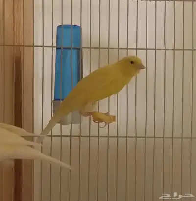 للبيع ذكر كناري ايراني 0