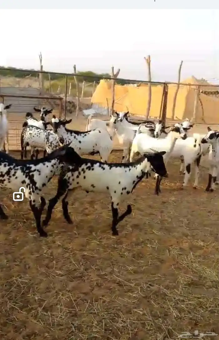 تيوس ذبائح طيبه جدا العدد42 2