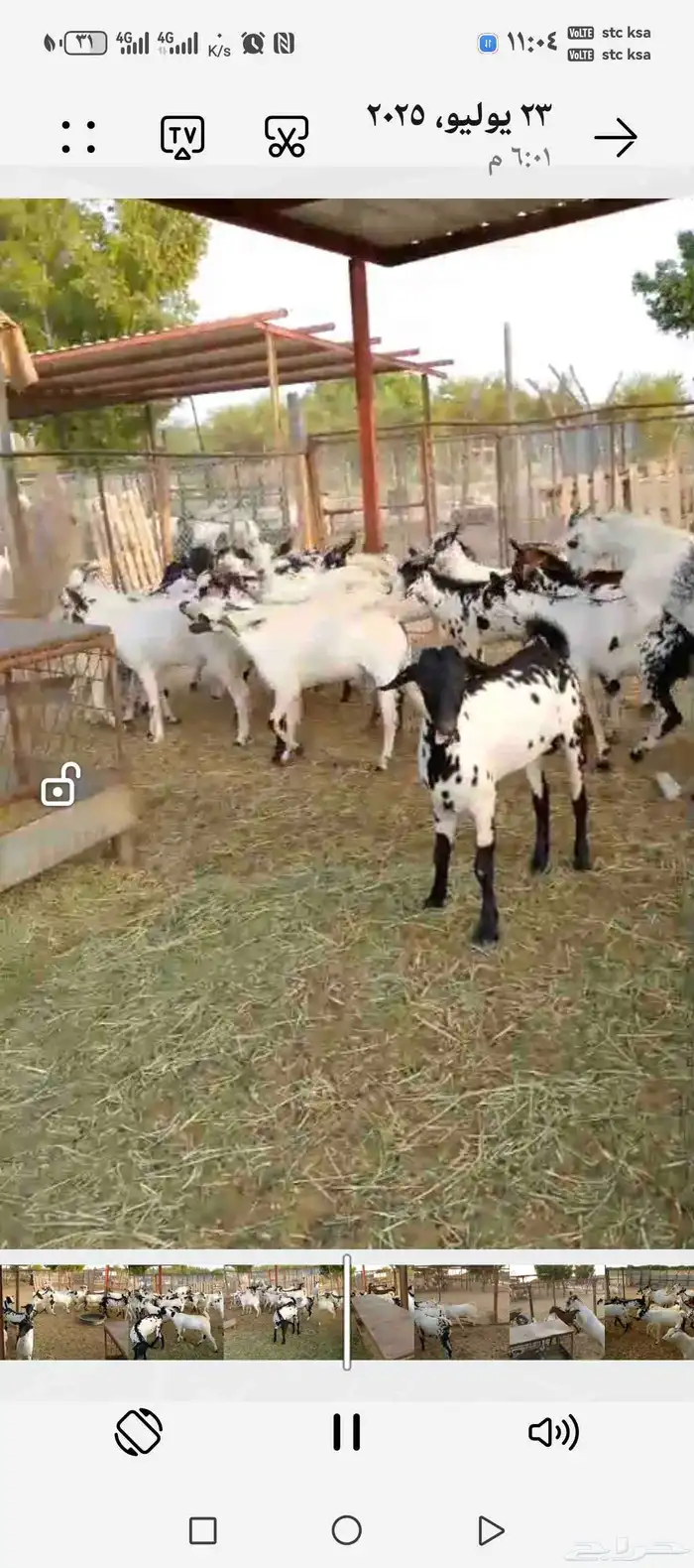 تيوس ذبائح طيبه جدا العدد42 0