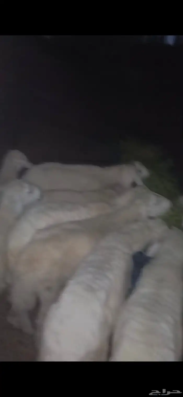 طليان حريه 0