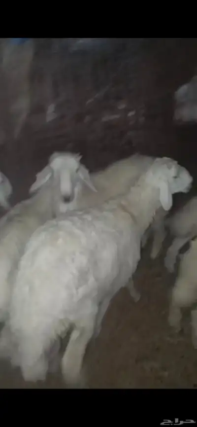 طليان حريه 3