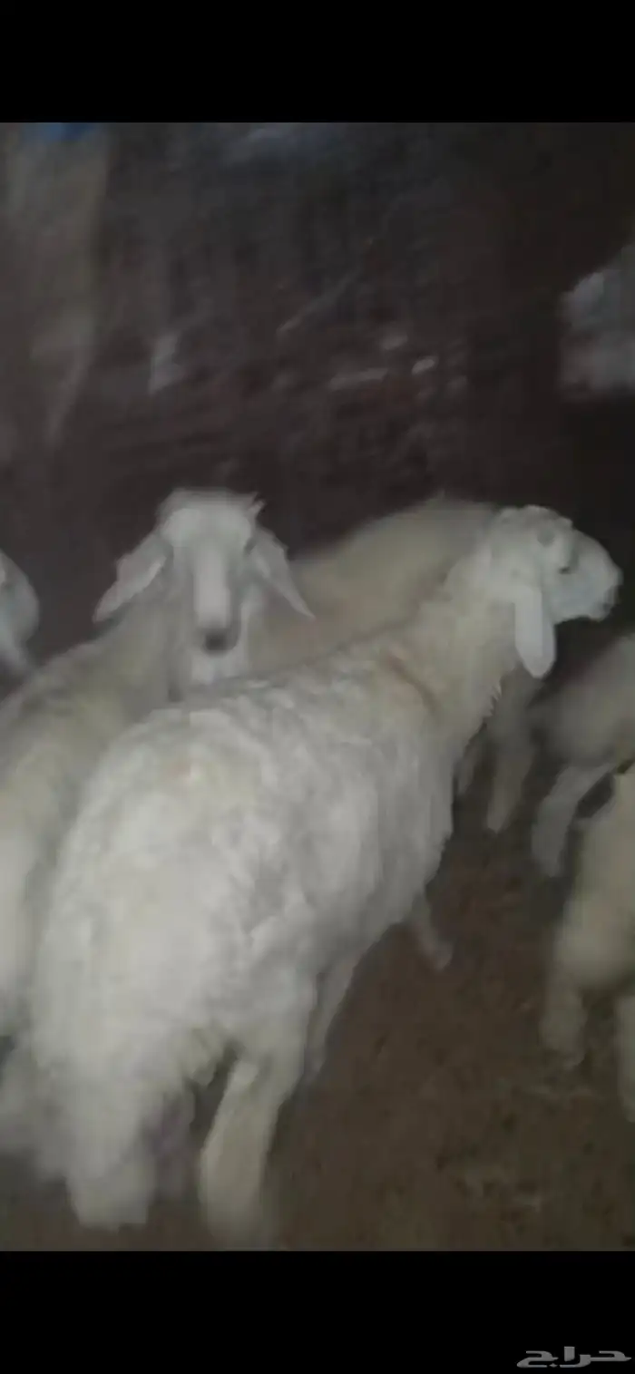 طليان حريه 3