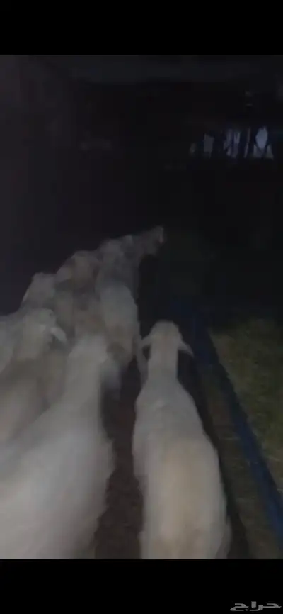 طليان حريه 1