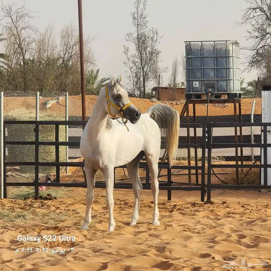 حصان واهو مصري بيور 2