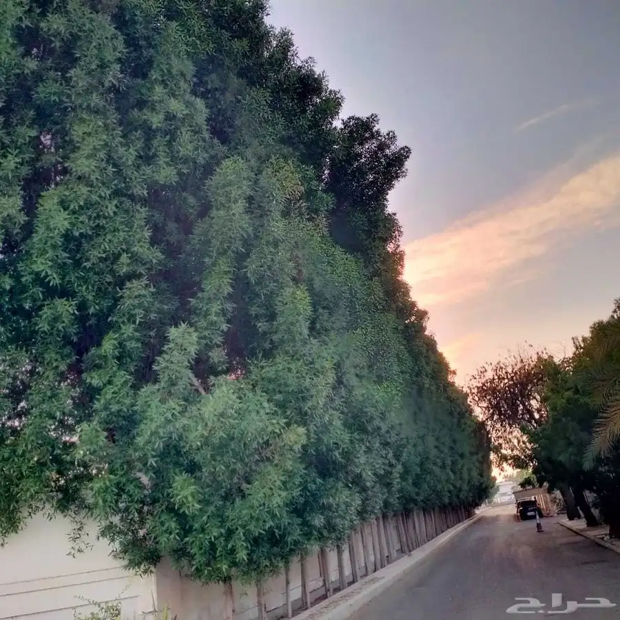 معلم قص شجر النخل ترتيب جده مكه 0