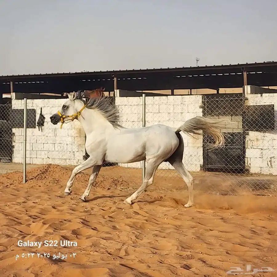 حصان واهو مصري بيور 3