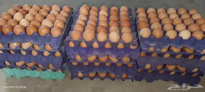 دحاج لوهمان بيور صافي 5