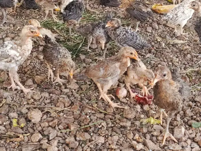 صوص بلدي للبيع 3
