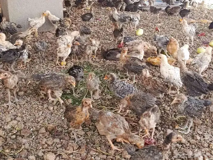 صوص بلدي للبيع 5