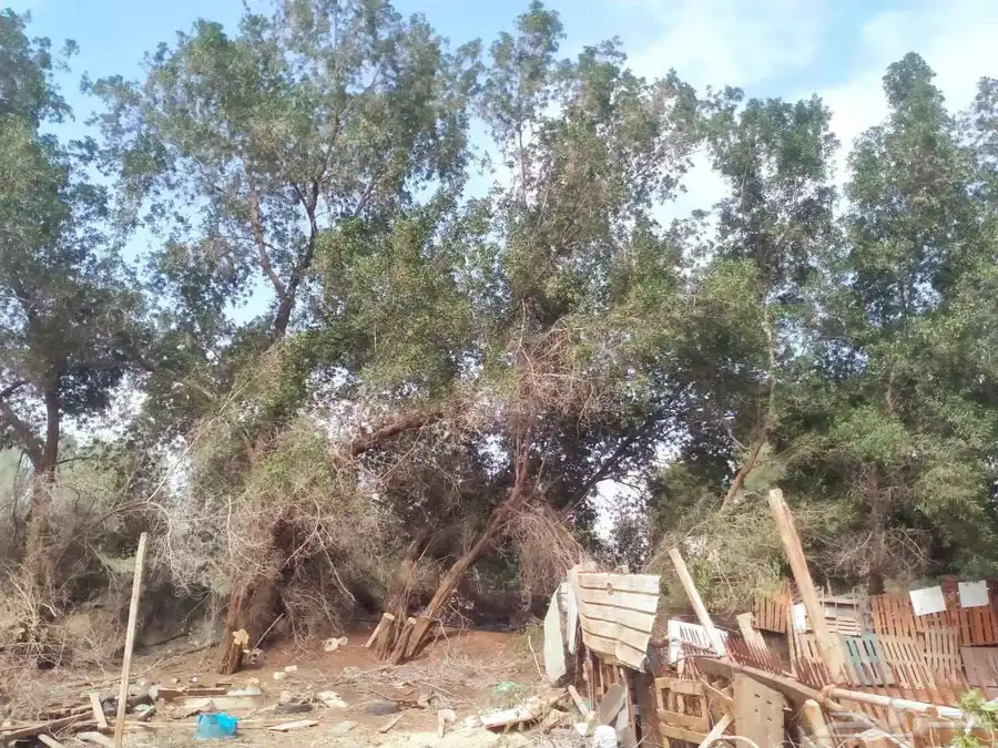معلم قص شجر النخل ترتيب جده مكه 1