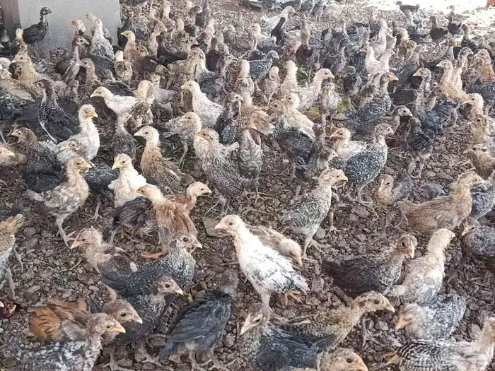 صوص بلدي للبيع 4