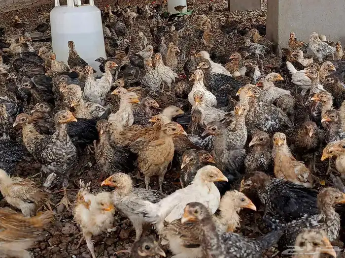 صوص بلدي للبيع 0