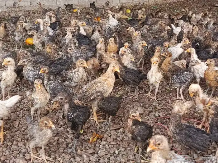صوص بلدي للبيع 6