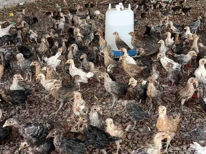صوص بلدي للبيع 1