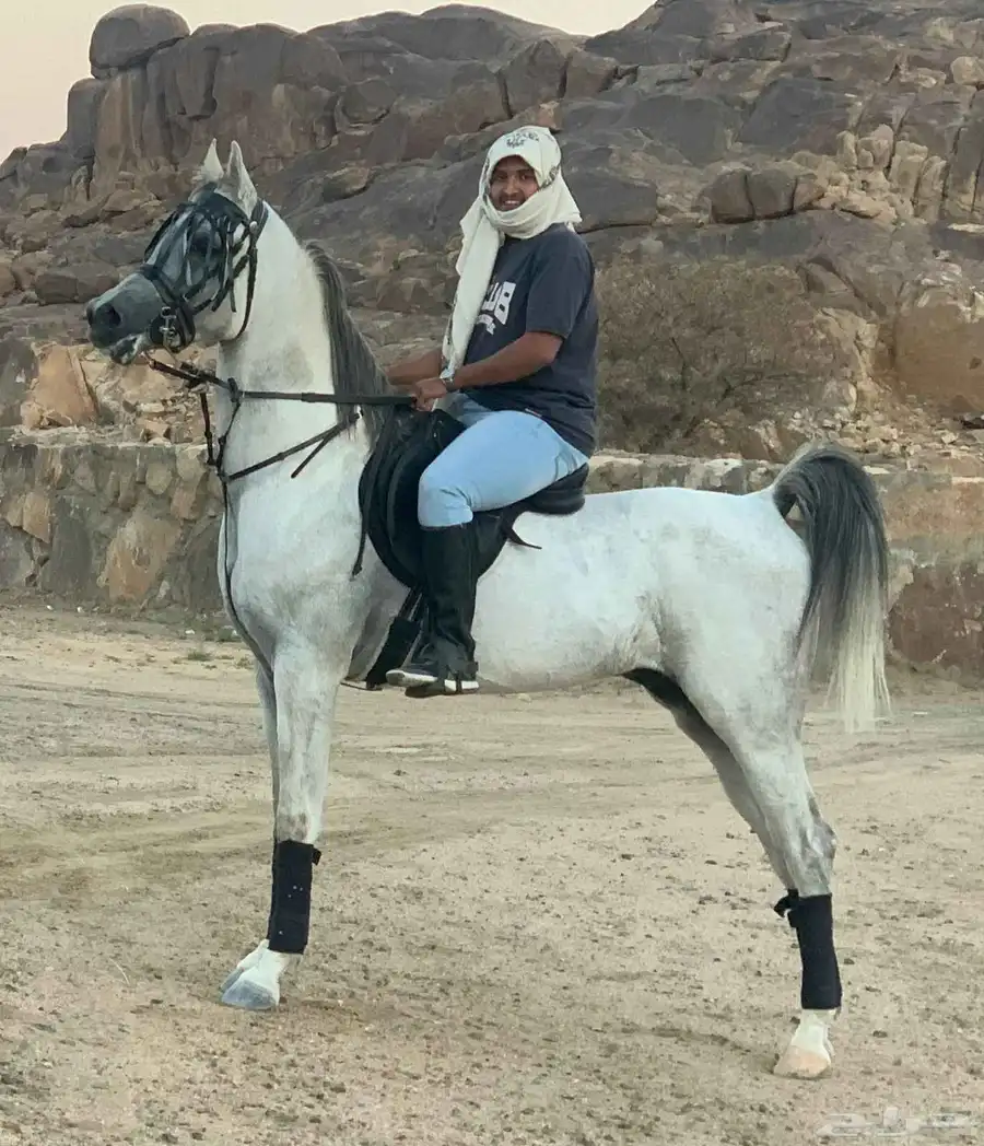 حصان واهو مصري بيور 7
