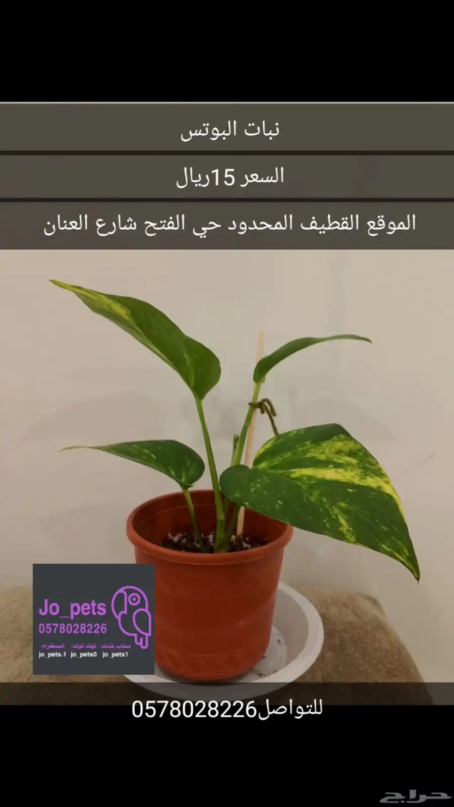 نبات داخلي مونستيرا مونكي سنجونيوم بوتس الوكاسيا العنكبوت 4