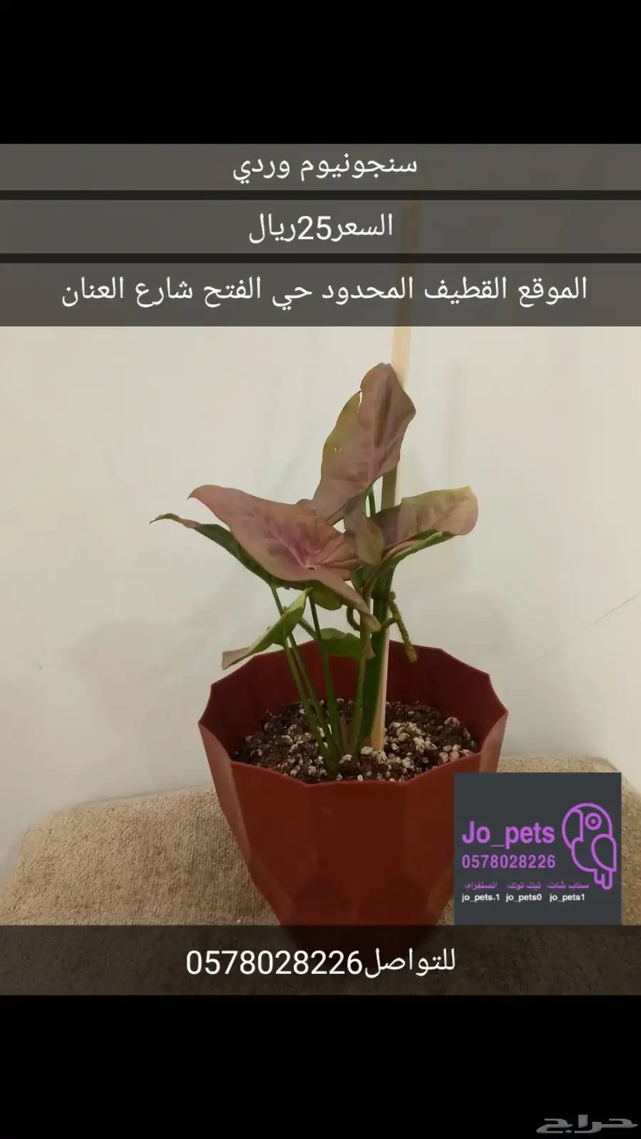 نبات داخلي مونستيرا مونكي سنجونيوم بوتس الوكاسيا العنكبوت 1