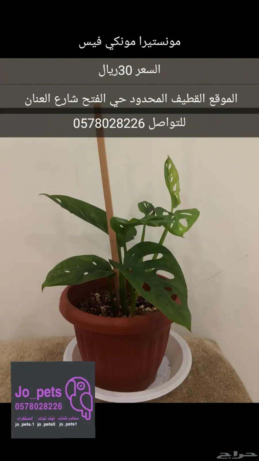 نبات داخلي مونستيرا مونكي سنجونيوم بوتس الوكاسيا العنكبوت 0