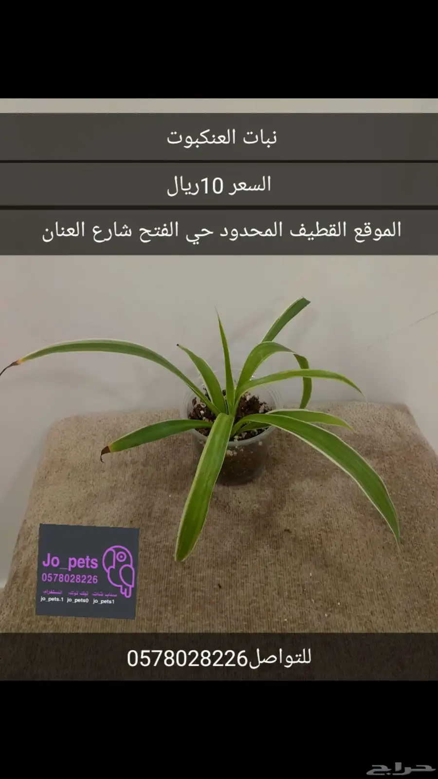 نبات داخلي مونستيرا مونكي سنجونيوم بوتس الوكاسيا العنكبوت 2