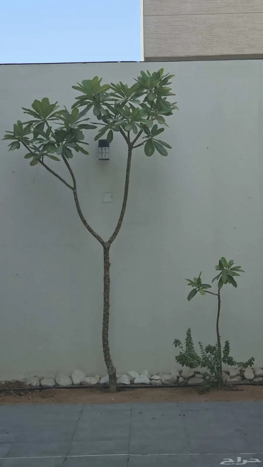 ياسمين هندي ابيض (3متر و متر ونص) 0